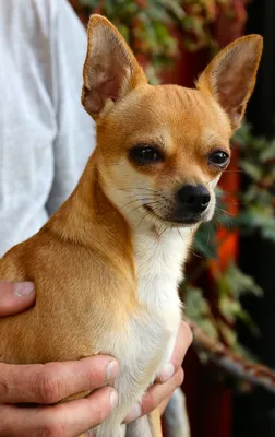 Пропала собака Чихуахуа, вознаграждение гарантировано | Pet911.ru