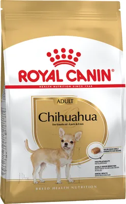 милые щенки чихуахуа обои и фоновые картинки, картинки маленьких собак,  собака, белый фон картинки и Фото для бесплатной загрузки