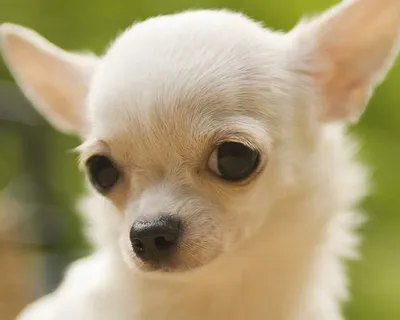 Чихуахуа: маленькая собака с большим сердцем | Пушистый мир: канал о разных  породах кошек и собак | Дзен