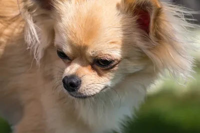 Собака чихуахуа на сером фоне | Премиум Фото