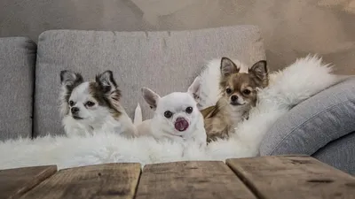 Чихуахуа по кличке Перл ростом 9 см стала самой маленькой собакой в мире -  Газета.Ru | Новости