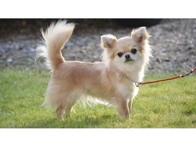 Купить Корм для собак ROYAL CANIN Chihuahua Adult для породы чихуахуа от 8  месяцев сух. в Бетховен