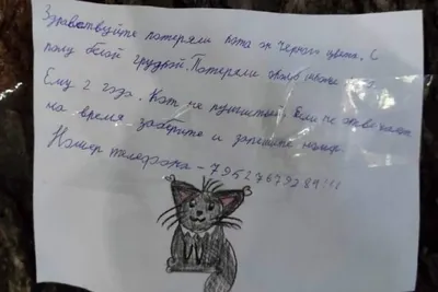 Потеряли кота»: Трогательное объявление о пропаже обнаружили в Нижнем  Новгороде - KP.RU