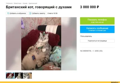 Как кошка помогла Кустодиеву написать портрет Шаляпина? | Арт с котом | Дзен