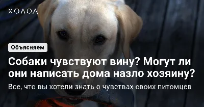 Уважаемые жители! Убедительная просьба держать своих собак на привязи! –  Бижбулякский сельсовет муниципального района