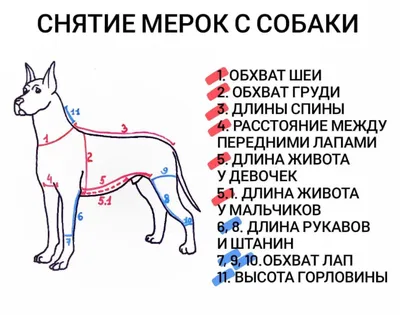 rgdb.ru - Выставка иллюстраций Лены Булай «\"Твоя собака\". Книга, которую мы  ждали»