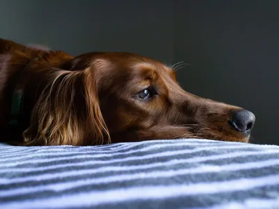 Как лечить абсцесс у собаки в домашних условиях