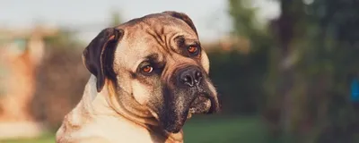 Параанальные железы у собак – Барон | Грумінг салон