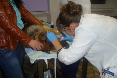 Клинический случай ветклиники Василек: пластика диафрагмальной и пупочной  грыжи у собаки