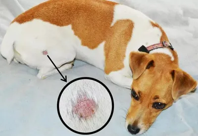 Воспаление параанальных желез у собак