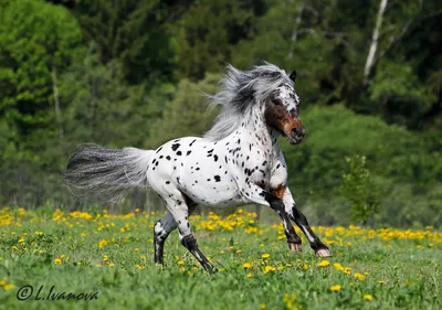 Кнабструппер - лошадь \"далматин\". | Пикабу