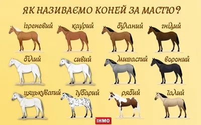 Масти и отметины башкирской лошади - Единый портал башкирской культуры и  произведений искусства