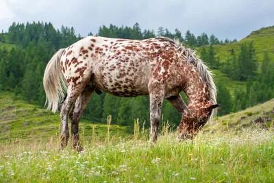 Чубарая лошадь (34 фото) - 34 фото