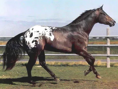 Чубарая масть лошадей - описание масти и её разновидностей