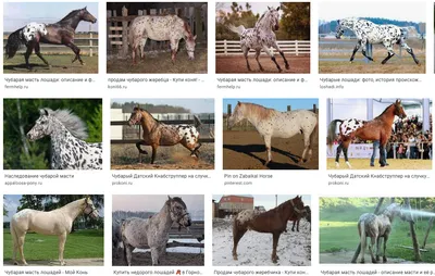 Крапчатая лошадь - картинки и фото poknok.art