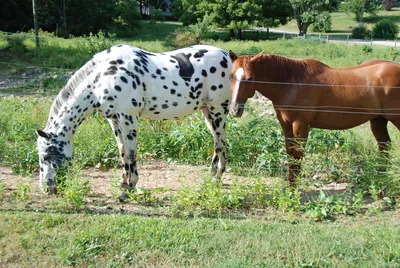 Масть лошади — Википедия