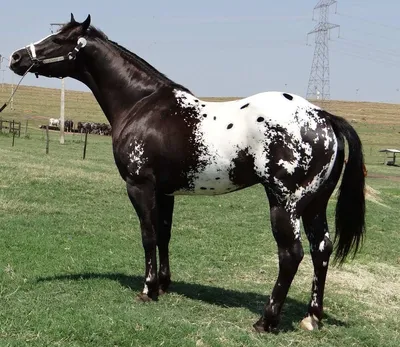 Соловая масть лошадей | Лошади Amino•[RUS]• Amino