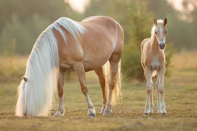 Пятнистая лошадь масти Аппалуза! Невероятная красота! | Wow | Фотострана |  Пост №1267074517