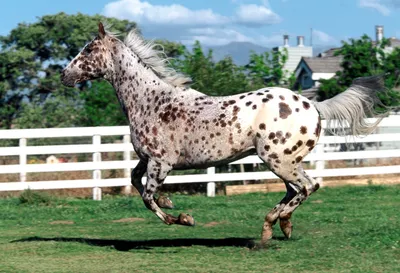 Крапчатая масть лошади: фото, генотип, скрещивание, описание породы