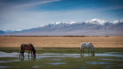 Разведение лошадей в Улаганском районе республики Алтай | РИА Новости  Медиабанк