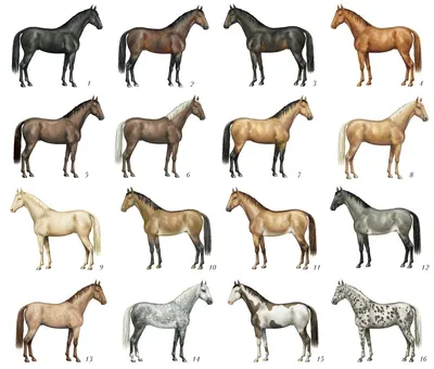 Масти лошадей: вороная, гнедая, рыжая, чубарая, чалая, а также отмастки |  Лошади, Ворон, Животные