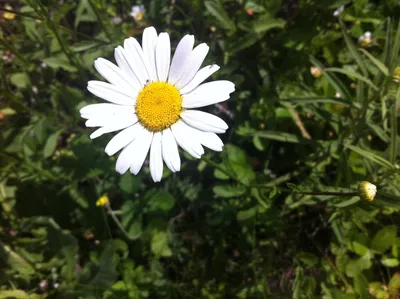 Чудесный цветок: фото в высоком разрешении для скачивания бесплатно