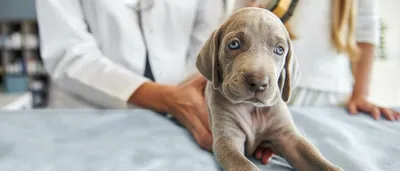 Чума плотоядных выявлена на Кубани: что делать владельцам собак |  Ветеринария и жизнь