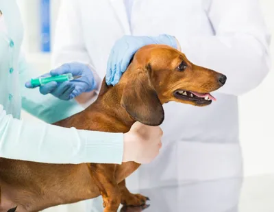 Чума собак - симптомы, диагностика, лечение, прививка - ВЦ «Зоовет»