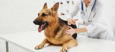 Чумка у собак: первые признаки, симптомы и лечение в домашних условиях -  УниВет