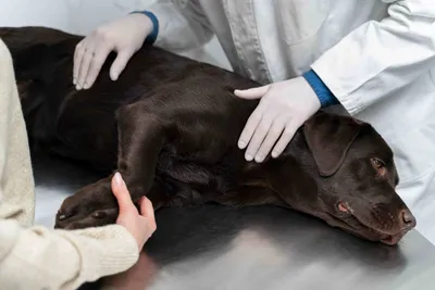 Вакцинация собак и щенков: график и таблица прививок по возрасту, правила