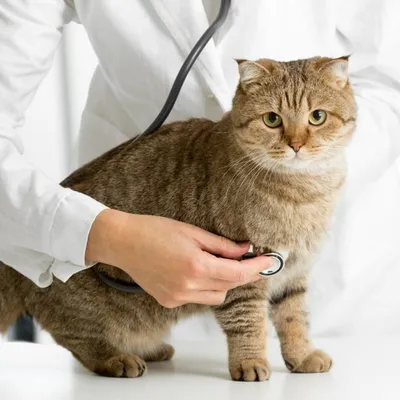 Панлейкопения (чумка) у кошек: симптомы, лечение и профилактика | \"Берлога\"
