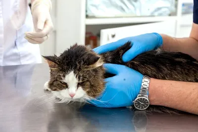Панлейкопения кошек - Ветеринарная клиника доктора Шустовой | Ветеринар  Балаково