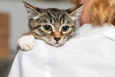 Ринотрахеит у кошек 🐱 симптомы и лечение вируса герпеса