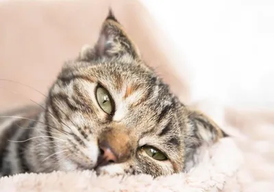 Чумка у кошек: симптомы и лечение болезни - Питомцы Mail.ru