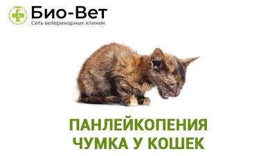 Панлейкопения кошек (кошачья чумка) Мир хвостатых - журнал о домашних  питомцах.