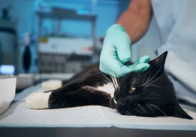 Панлейкопения у кошек или кошачья чумка | Доктор ВЕТ