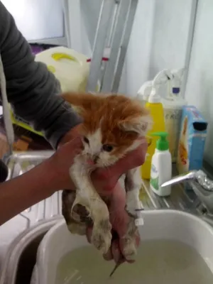 Лечение панлейкопении кошек (Чумка) | Пикабу