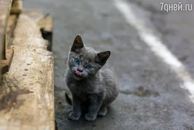 Панлейкопения кошек (кошачья чумка) - Ветеринарна клініка Зоопатруль