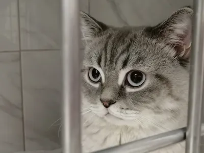 В приюте для животных чумка унесла жизни минимум двух котят