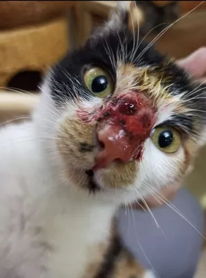 Воронежские зоозащитники пытаются спасти котят от «чумки»