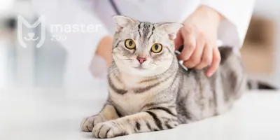 Чумка у кошек: симптомы, лечение, частые вопросы