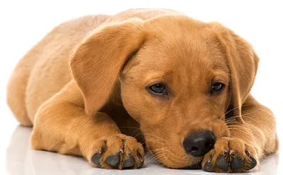 Первые признаки и симптомы чумки у собак – Vetera