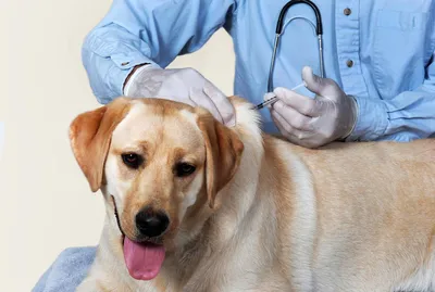 Бешенство у собак: признаки, стадии болезни, прививки от бешенства