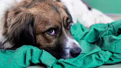 Чумка у собак: первые признаки, симптомы и лечение в домашних условиях -  УниВет