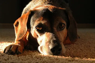 Бешенство у собак: симптомы и признаки, формы течения, опасность для  человека, существует ли лечение бешенства у собак