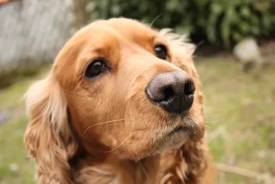 Чума плотоядных у собак: симптомы, лечение и профилактика чумки собак |  Royal Canin