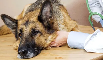 Болезнь чумка у собак:причины,симптомы,лечение. - YouTube