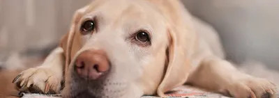 Чумка у собак: симптомы, диагностика и лечение