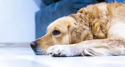 Как распознать чумку у собак: первые признаки, симптомы, осложнения и  лечение препаратами в домашних условиях | Вирусная чума плотоядных у щенков  собак