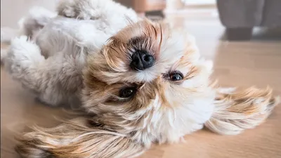 Чума плотоядных у собак 🐶 симптомы и лечение вируса, причины заражения